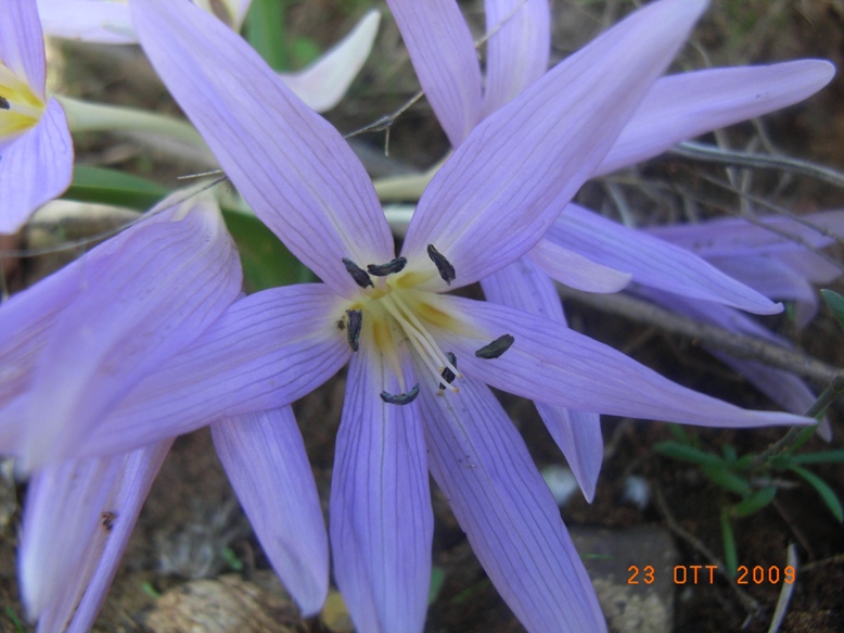 Colchicum cupanii / Colchico di Cupani